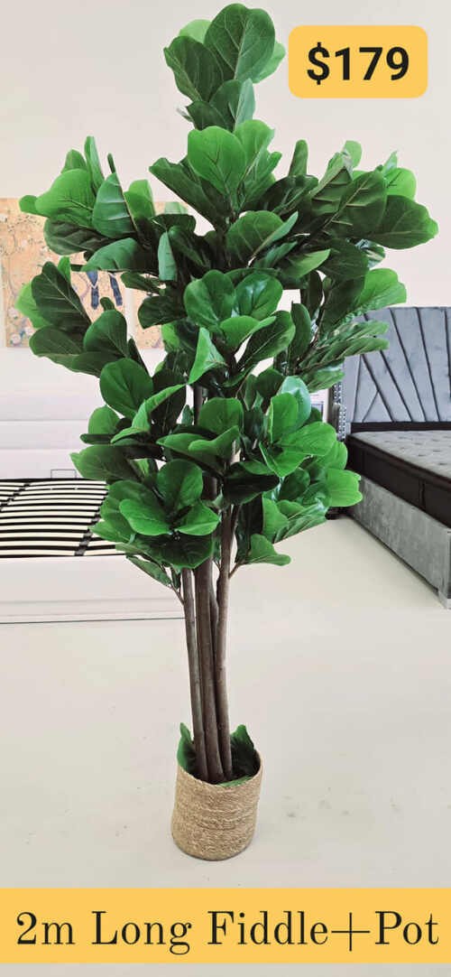 Bring Nature Indoors with a 2m Tall Fiddle Leaf Fig Tree