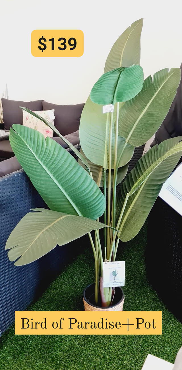 Bird of Paradise Plant Decor