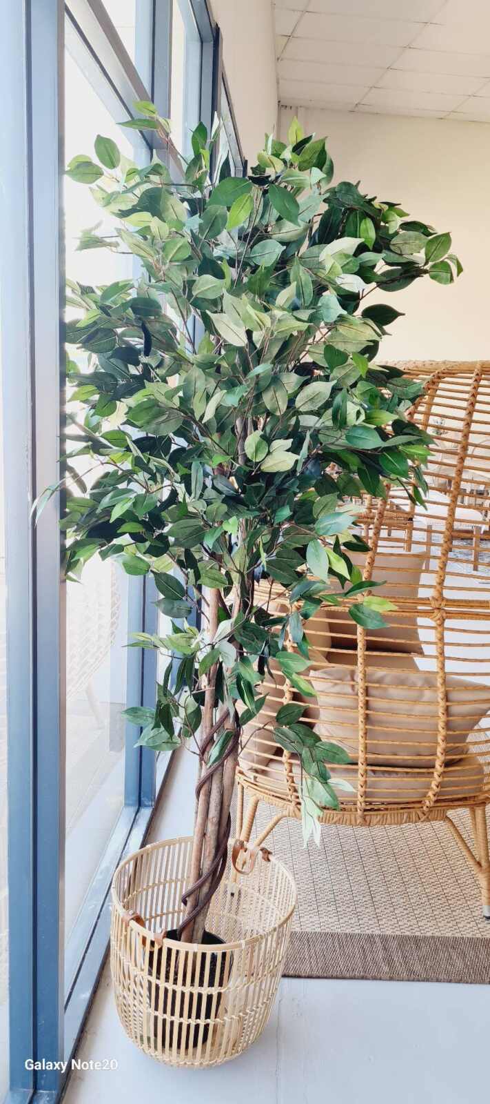 Natural Ficus Tree with Woven Basket